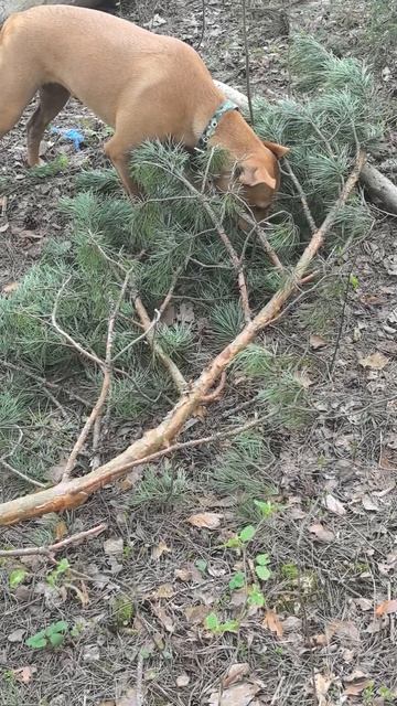 Ланч в лесу.