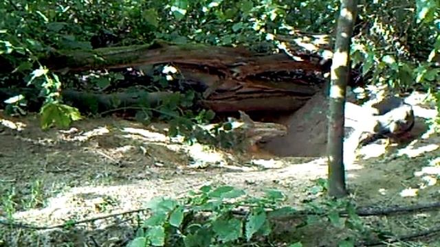 Канюк у норы барсука – случайность или стратегия?