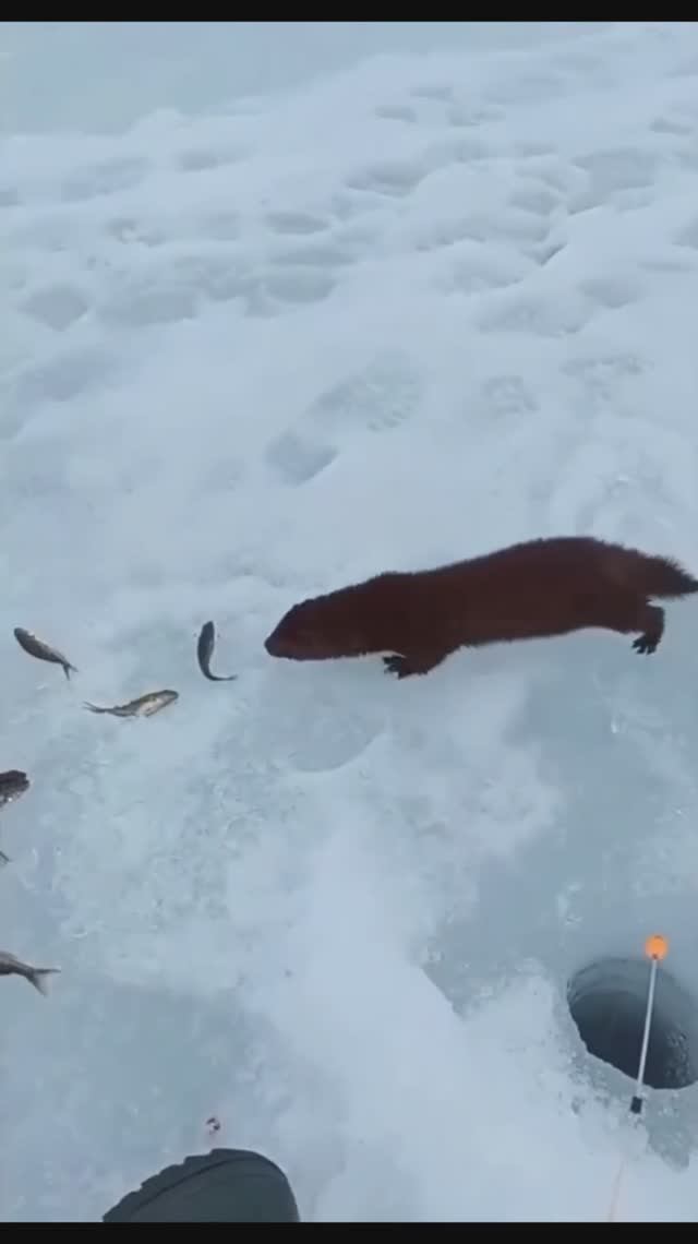 Случай на рыбалке 🙀🐟