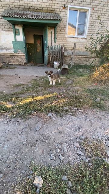 Щенок боится подойти, видимо его обижали