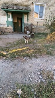 Щенок боится подойти, видимо его обижали