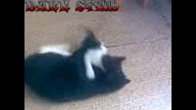 DARK STAlb - Муся vs Мамы (Musya vs Mom)