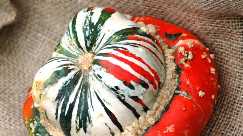 ТЫКВА ТУРЕЦКАЯ ЧАЛМА,ЛУЧШАЯ ДЛЯ ЗАПЕКАНИЯ.УРОЖАЙНАЯ