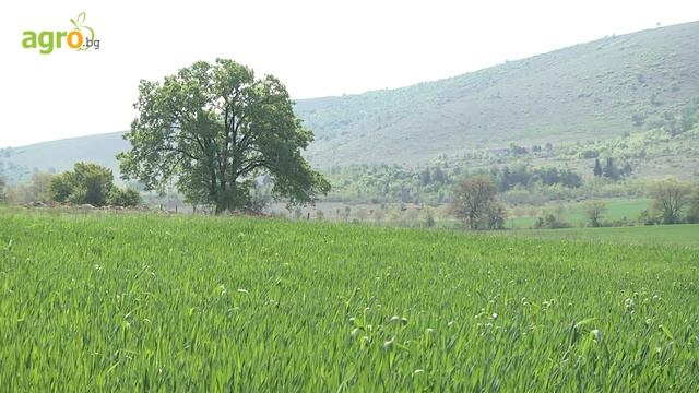 Листно торене при пшеница