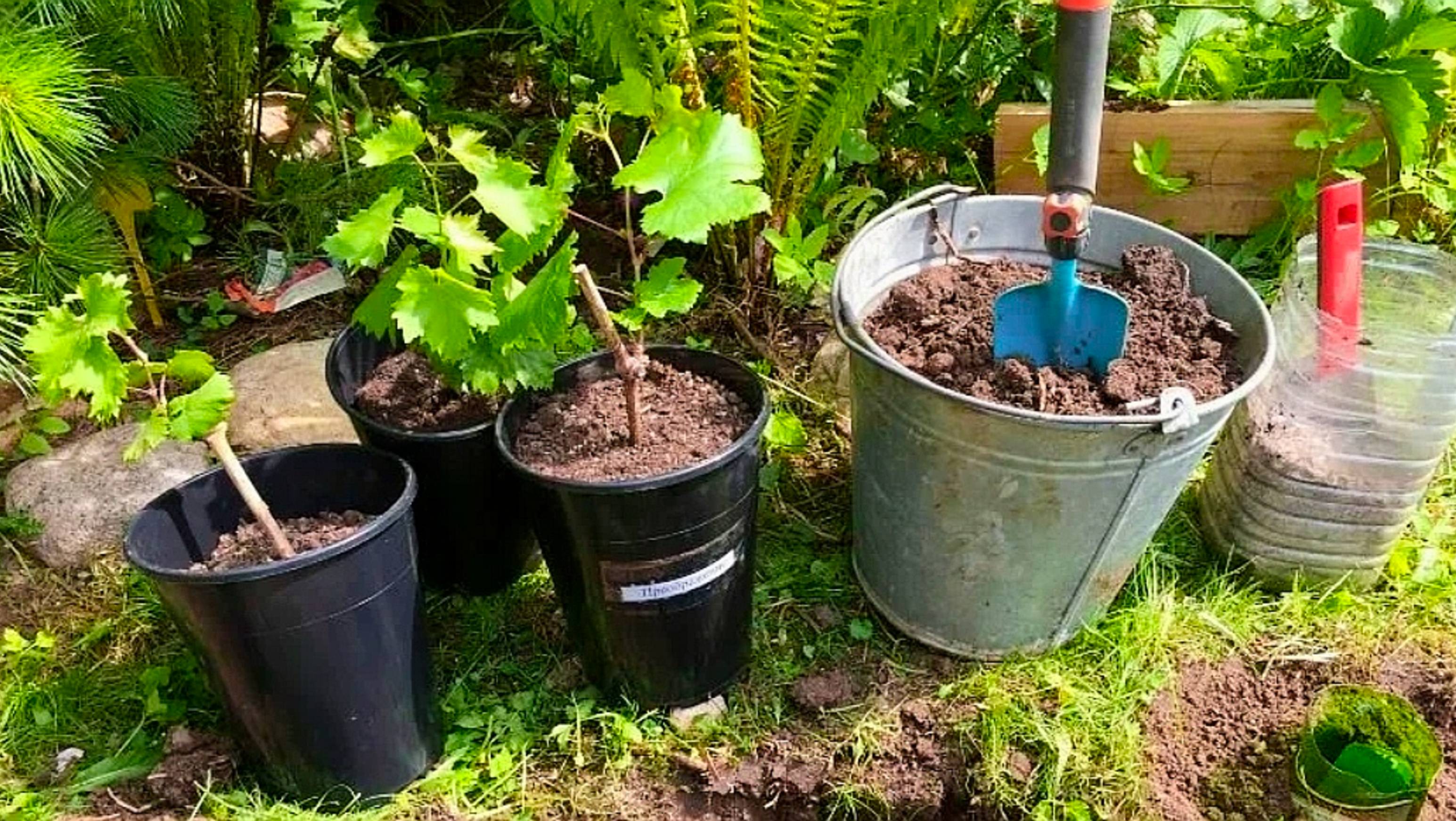 КАК САЖАТЬ ВИНОГРАД🍇