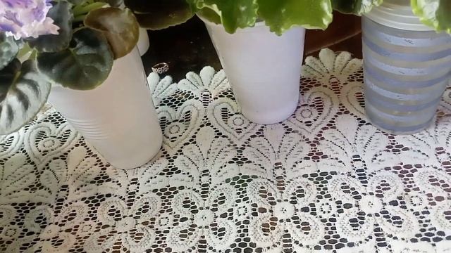 Обзор фиалок. Зацвели новинки мини и стандарты🥰🌱
