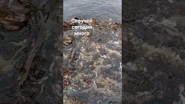 Сивучи в Невельске #сахтерра