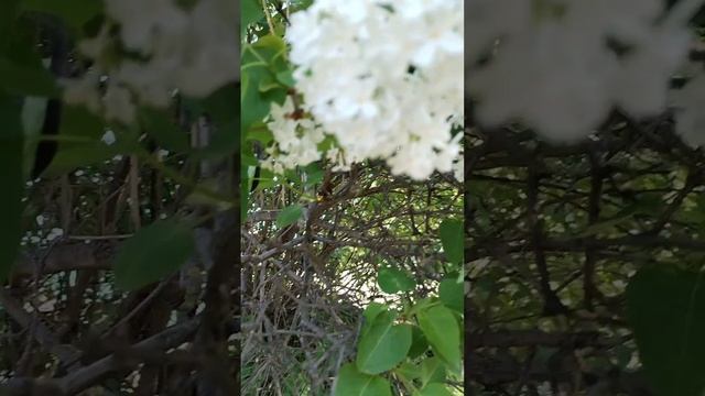 Белая сирень, тюльпаны красные, желтые
