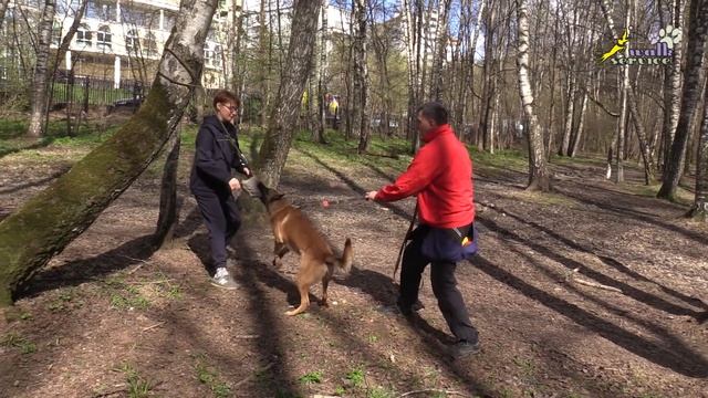 Зайт 2, Приучение к тарзанке, подушка и резинка