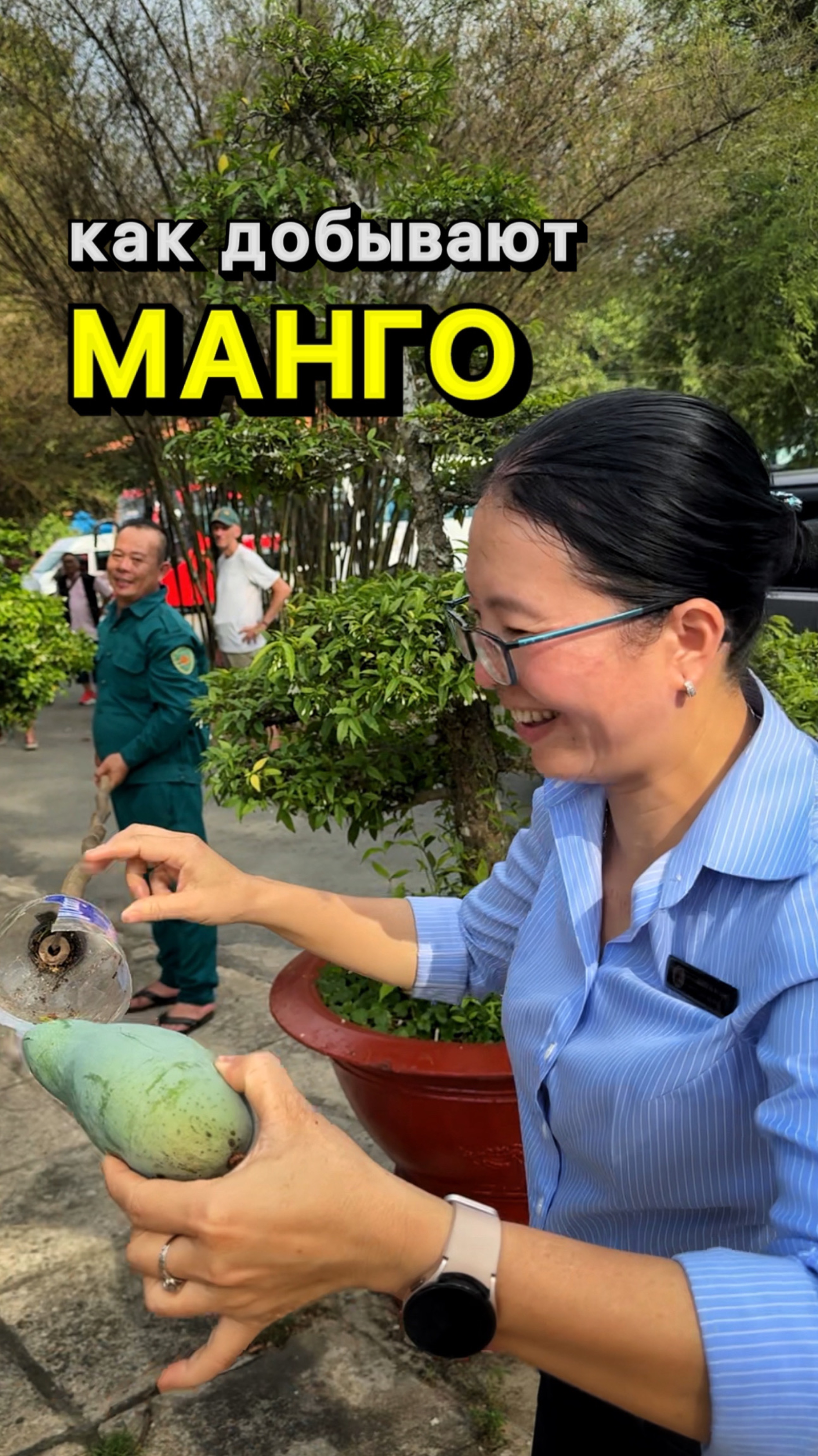 Как добывают манго! Знали?🥭