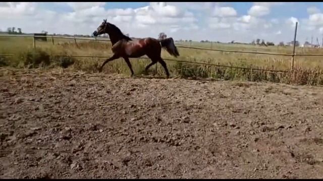 Фархад (Продажа) | Farhad | Спорт, лошади, выездка