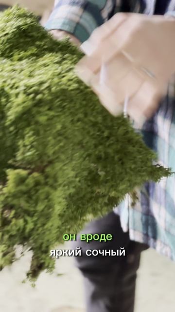 Пластовой мох