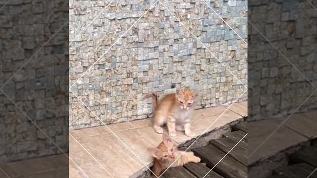 Малявочки