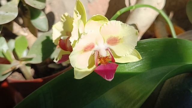 Phal. Fangmei A Hot (pelorik),перше квітування ♥️🥰