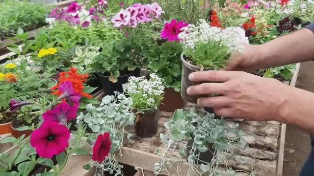 Цветы, от которых перехватывает дыхание! Секрет раскроюУ