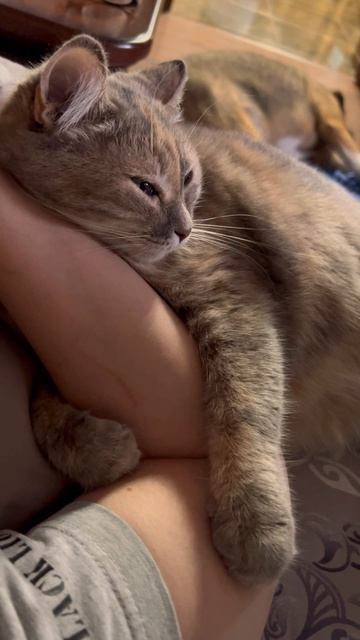 Элис❤️