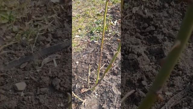 Неукрытые розы, как перезимовали и как обрезала