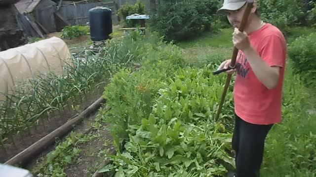 КОШУ ЩАВЕЛЬ. КАК ПРАВИЛЬНО КОСИТЬ. КАК ПРАВИЛЬНО КОСИТЬ ТРАВУ РУЧНОЙ КОСОЙ