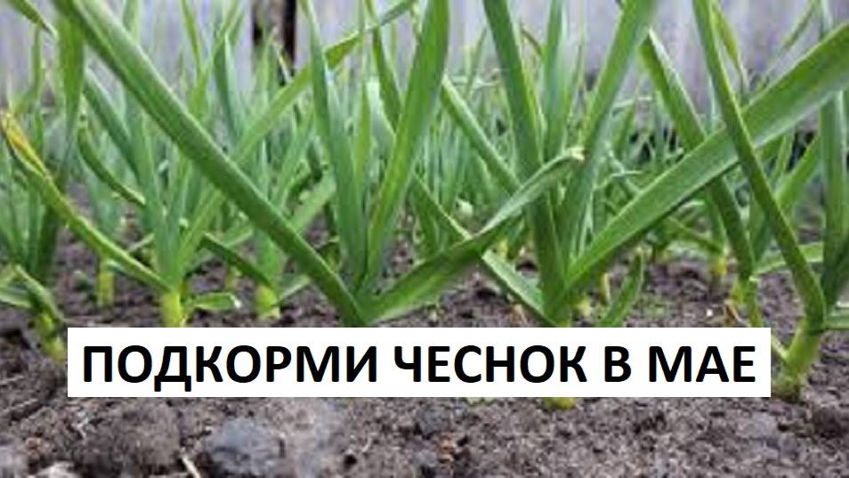 ЧЕСНОК Подкармливаю этим чеснок в мае. Перья не желтеют.