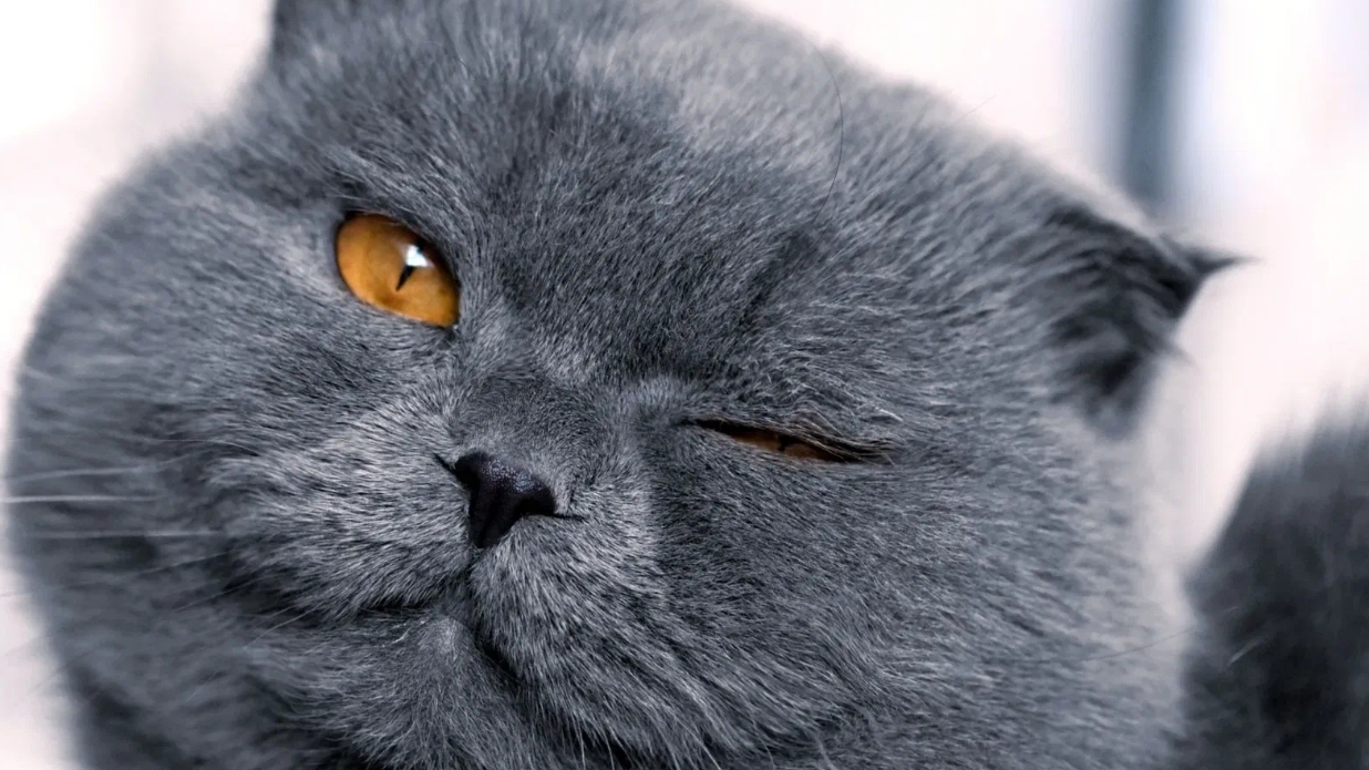 котик я подарю вам ромашки 😘☺