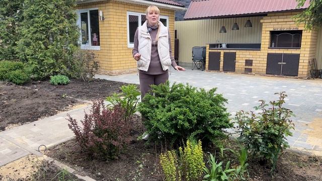 Барбарис Тунберга - яркий кустарник для малоуходного сада.