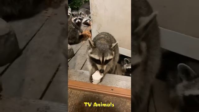 🐕 Смешное видео с животными! 😺 Вы будете смеяться! 🐈