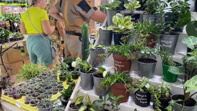 ВЫСТАВКА ЦВЕТОВ В НОВОРОССИЙСКЕ | июль 2024
