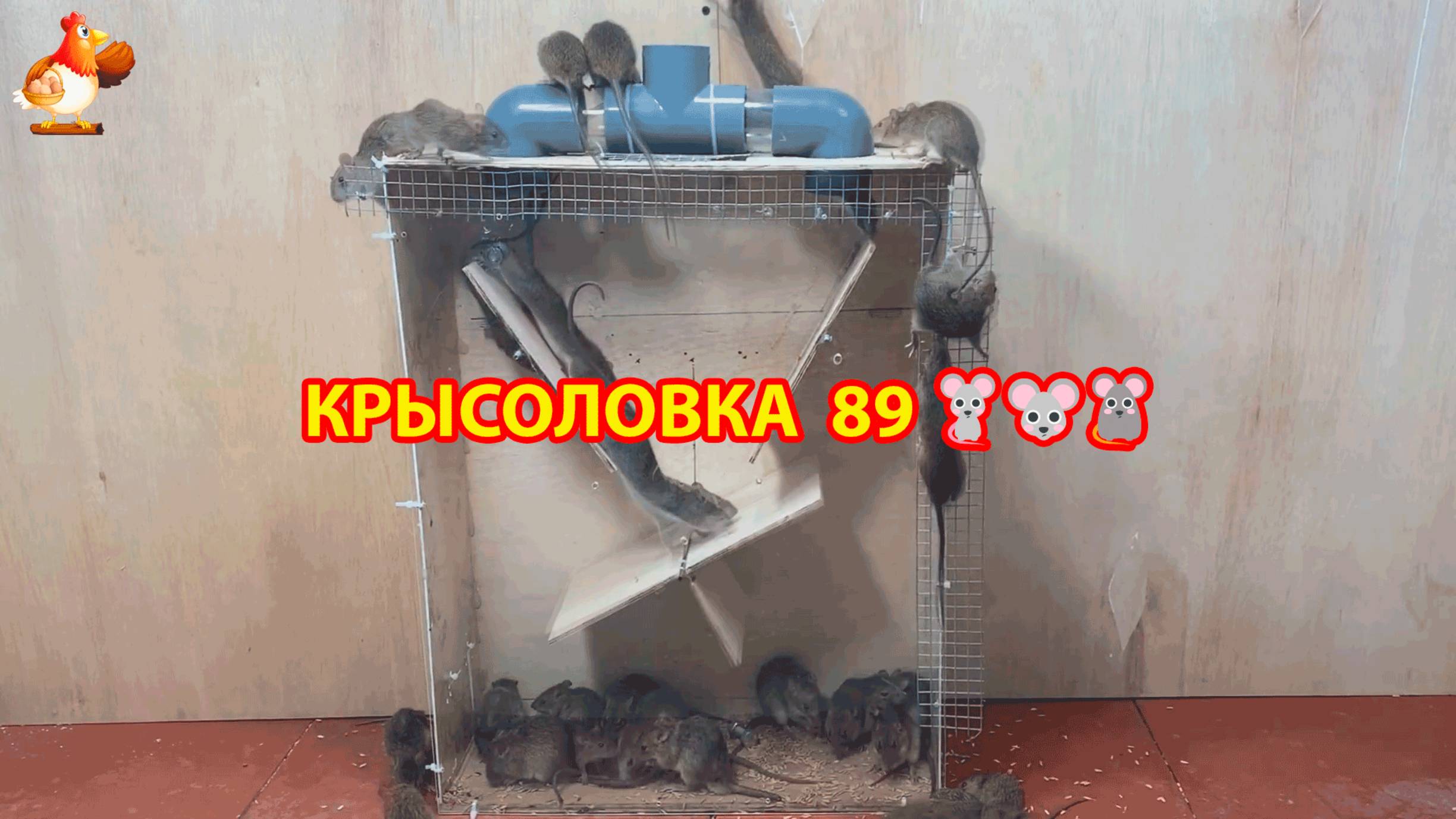 Крысоловка вариант (89) 🐀 Как сделать крысоловку своими руками и поймать кучу крыс 🐀🐁🐀