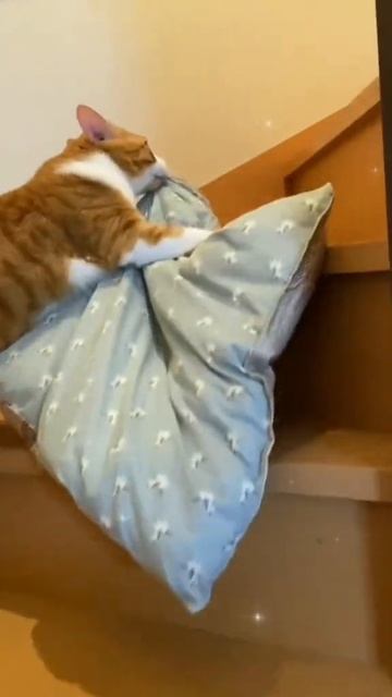Пора баиньки коту