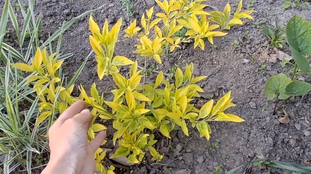 Цветущие  КУСТАРНИКИ  для полного СОЛНЦА