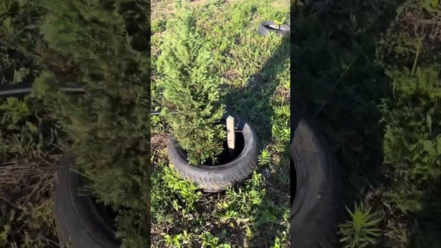 Секвойядендрон, секвойя и метасеквоя полтора года спу