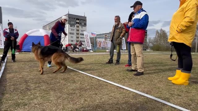 МОЛОДЫЕ КОБЕЛИ / КЧК КЕМЕРОВО 4 мая`25 И.Ширан Моно немецких овчарок