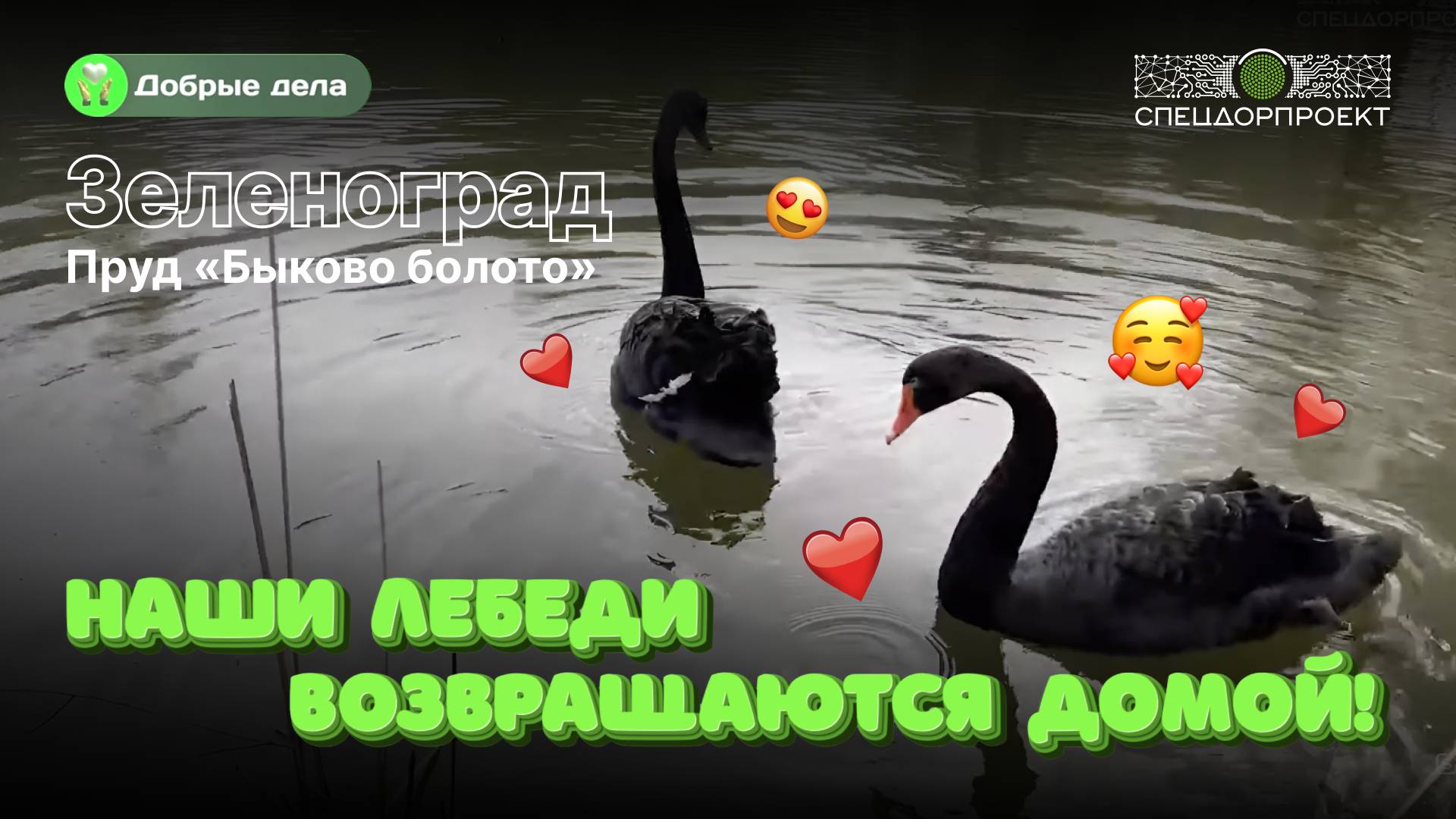 🦢 По ежегодной традиции «СпецДорПроекта» перевозим лебедей на летние каникулы в Зеленоград!