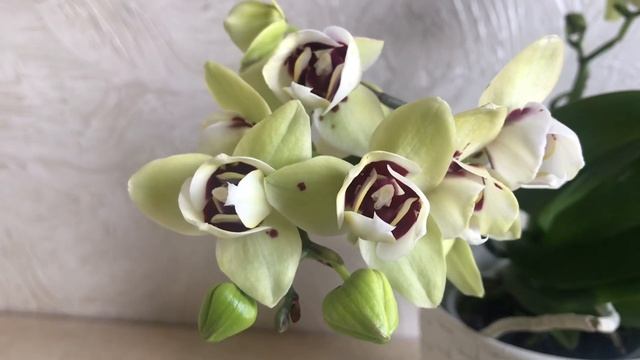 13.04.25 Phal. Лялька Tiny Dolls#flowers #phalaenopsisorchid #ukraine