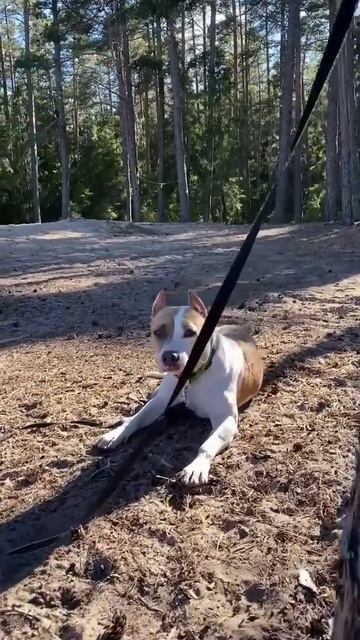 Амстафф на велосипеде #shorts #staff #amstaff #subscribe #shortvideo