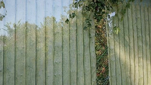 Охламоны без бейджиков обрывают зеленые насаждения в
