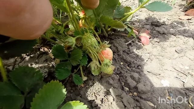 ДОЖДАЛИСЬ!!!ПОСПЕВАЕТ КЛУБНИКА!!!ОПЯТЬ МЕДВЕДКА ...