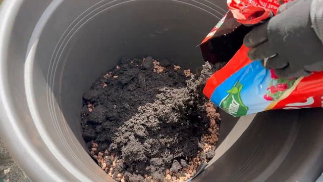 Посадка троянди в горщик Олівія від Девіда Остіна( OLIVIA