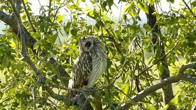 Bolotnaya_sova_6_-_Short_eared_Owl