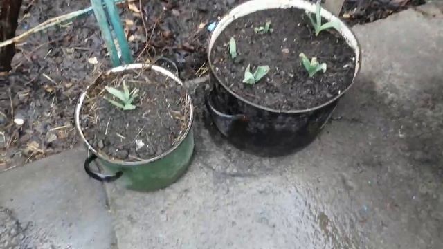 Черемша ,, Медвежий лук,, теперь есть и у меня.