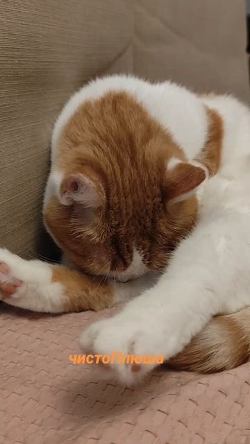 чистоПлюша 😺