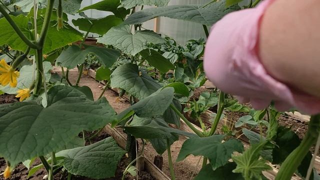 На огурцах одни пустоцветы в этом нет ничего страшного, все ошибки можно исправить.