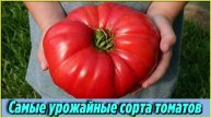 САМЫЕ лучшие и УРОЖАЙНЫЕ сорта ТОМАТОВ которые не подвержены основным болезням Дачные СОВЕТЫ