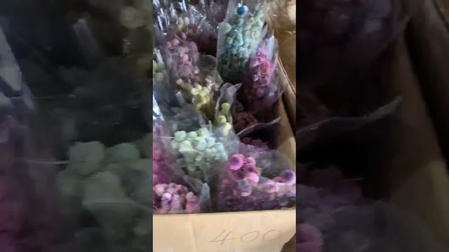 сухоцветы и стабилизированные растения