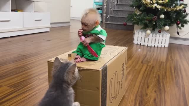 Обезьянка крошка БУКАШКА игрушками играла Коробку нашла Открывает СМЕХОПАНОРАМА