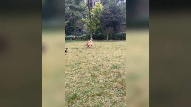 Наш TG https://t.me/liveofcats