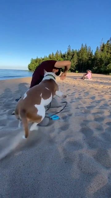 Если бы не ты, мой друг #shorts #staff #shortvideo #amstaff