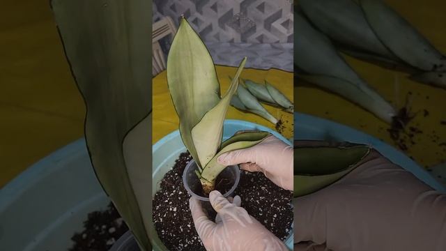 N⁰-397. САНСЕВИРИЯ МУНШАЙН ГУЛИНИ ПАРВАРИШИ ВА КУПАЙТИР