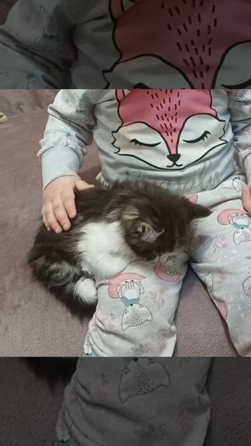 Кошечка Соня набегалась