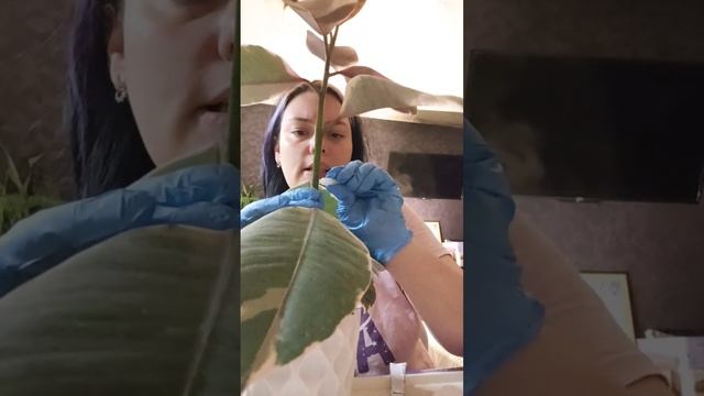 Эксперимент над фикусом Бейлиз